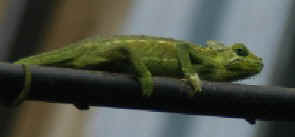 Butterfly Farm, Kenya