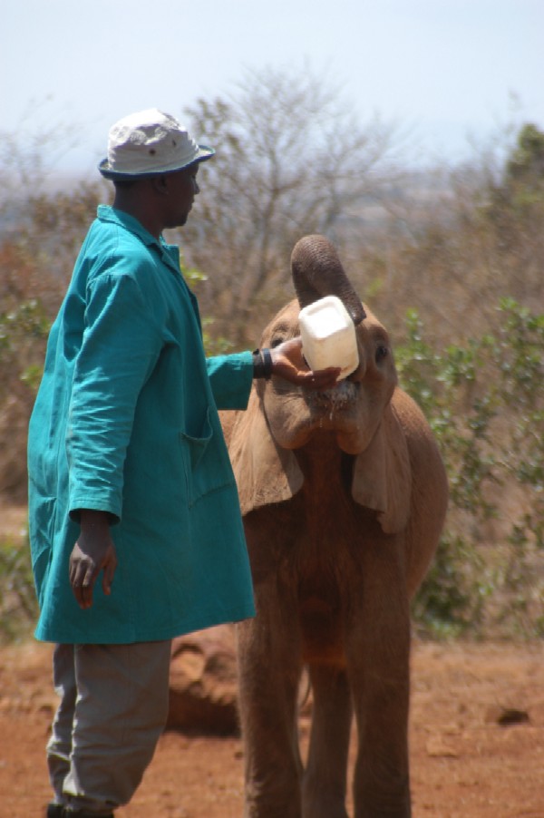 Baby Elephant, Karen, Kenya