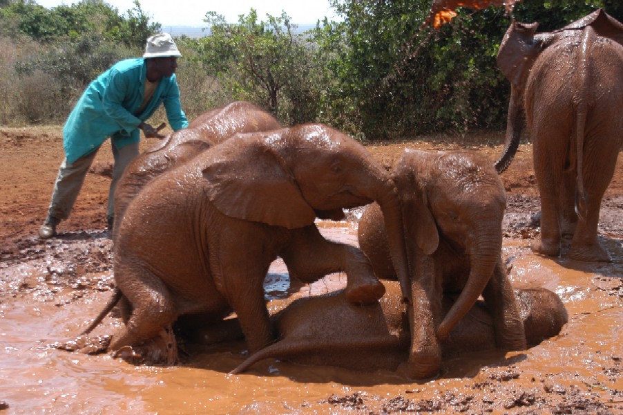 Baby Elephants, Karen, Kenya