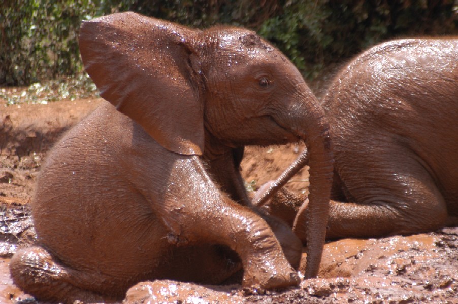 Baby Elephants, Karen, Kenya