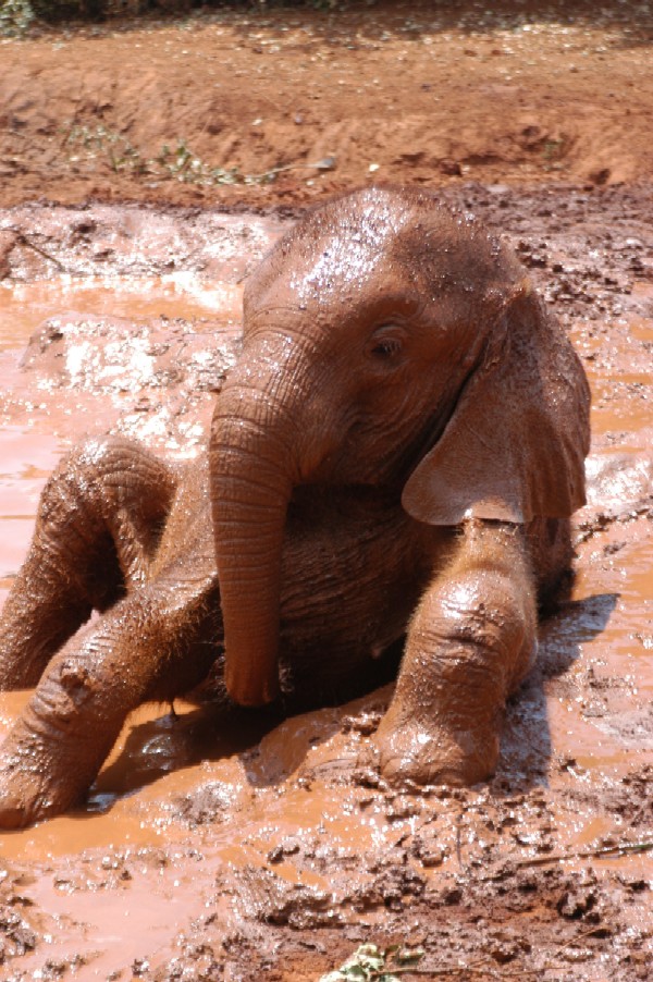 Baby Elephant, Karen, Kenya