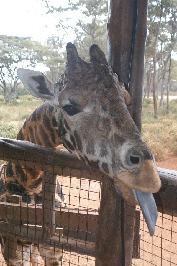 Giraffe, Karen, Kenya