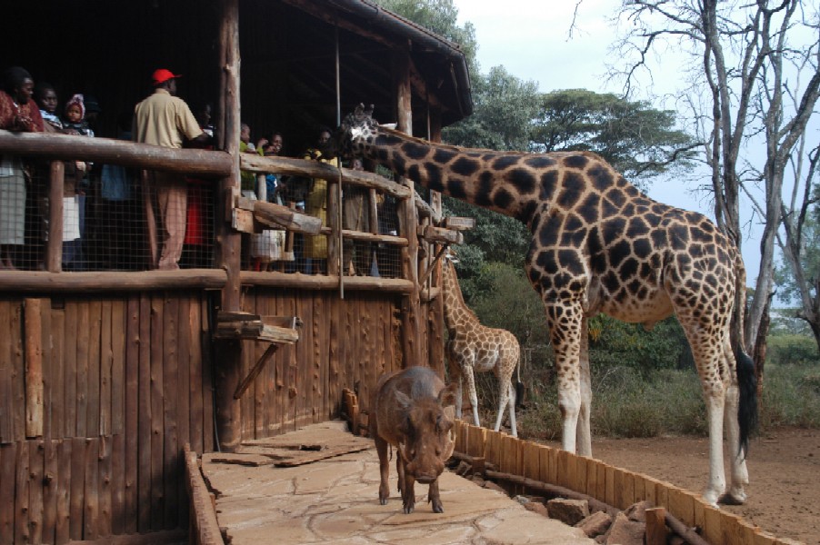 Giraffe, Karen, Kenya