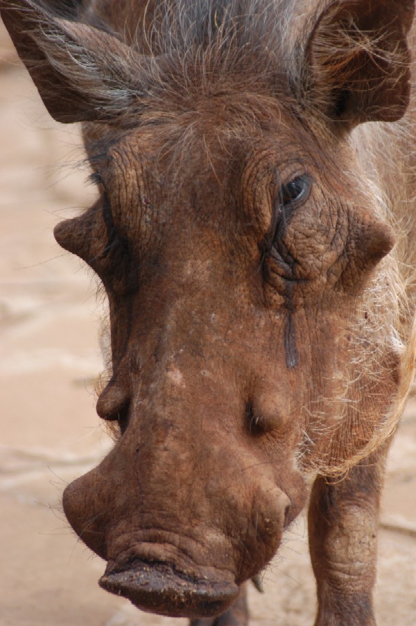 Warthog, Karen, Kenya