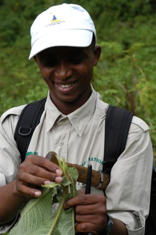 Gorilla Trekking, Rwanda