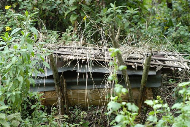 Illegal Bee Hive, Rwanda