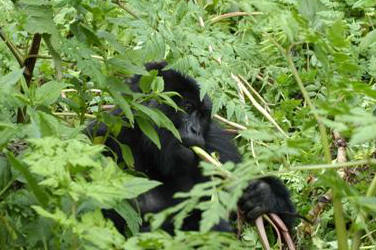 Gorilla Trekking, Rwanda