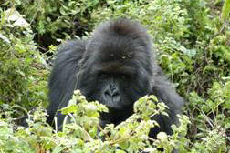 Gorilla Trekking, Rwanda