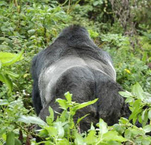 Gorilla Trekking, Rwanda