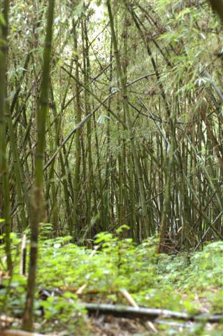 Gorilla Trekking, Rwanda