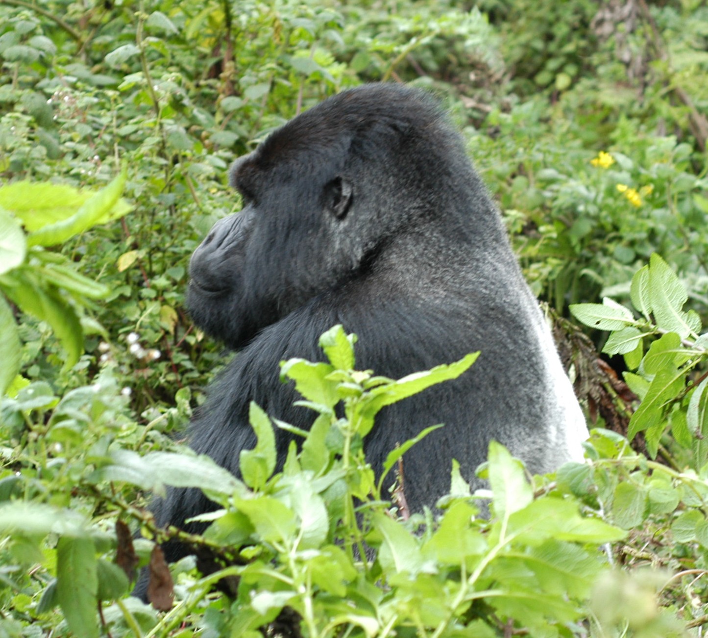 Gorilla Trekking, Rwanda