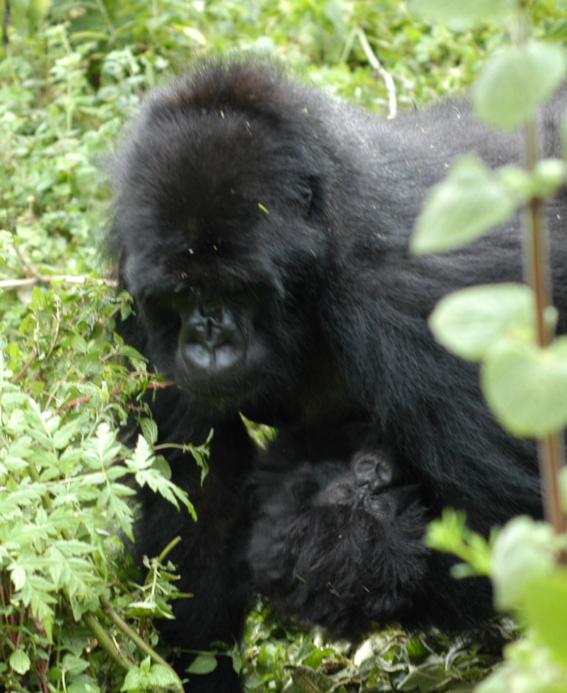 Gorilla Trekking, Rwanda