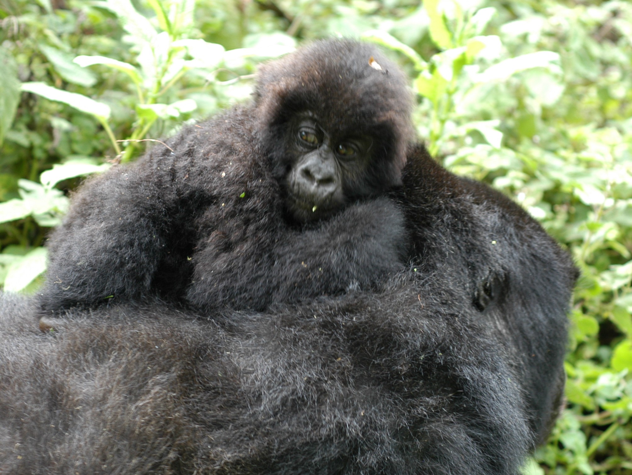 Gorilla Trekking, Rwanda