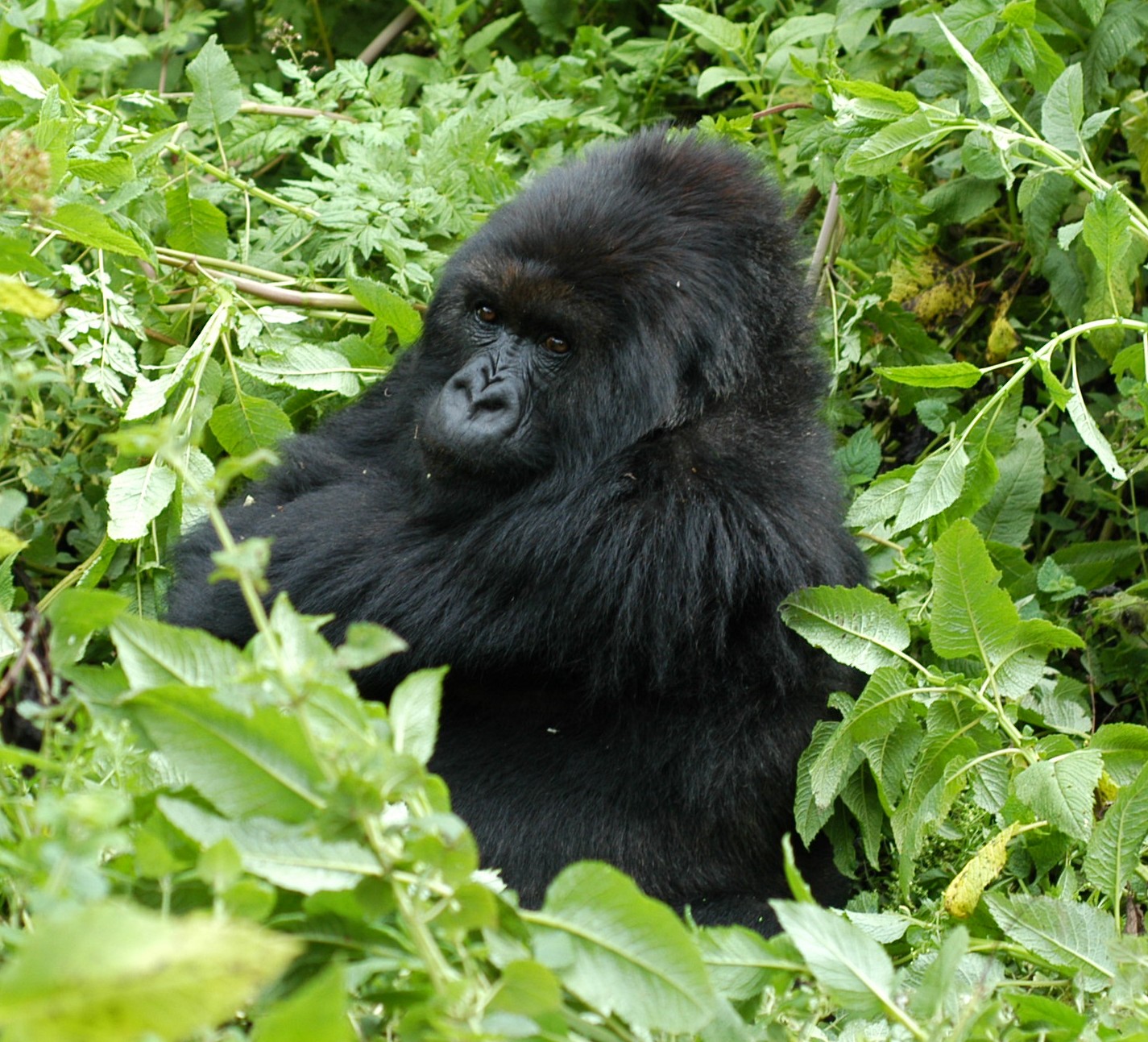 Gorilla Trekking, Rwanda