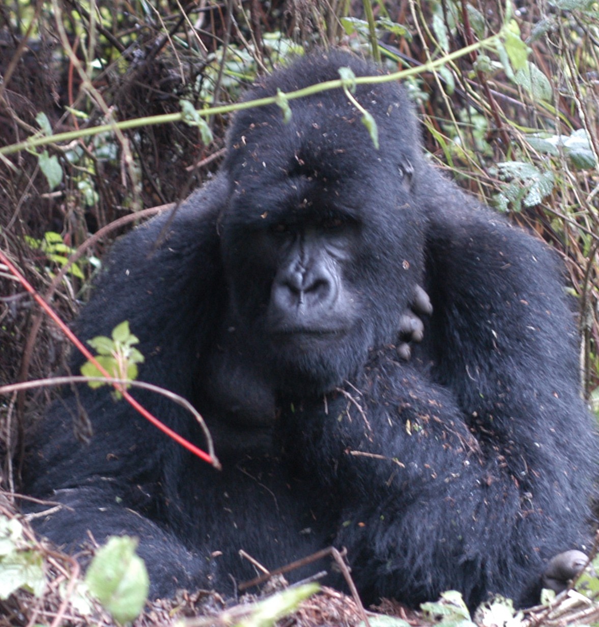 Gorilla Trekking, Rwanda