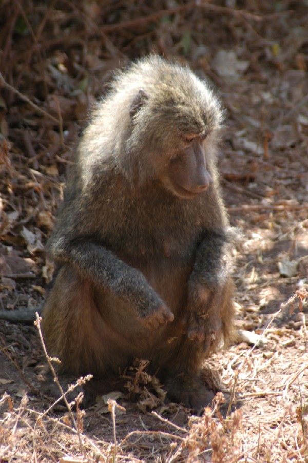 Baboon, Lake Manyara, Tanzania