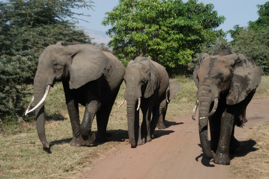 Elephants, Lake Manyara, Tanzania