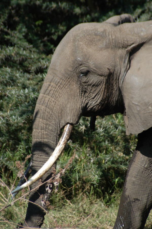 Elephant, Lake Manyara, Tanzania