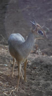 Dik Dik, Lake Manyara, Tanzania