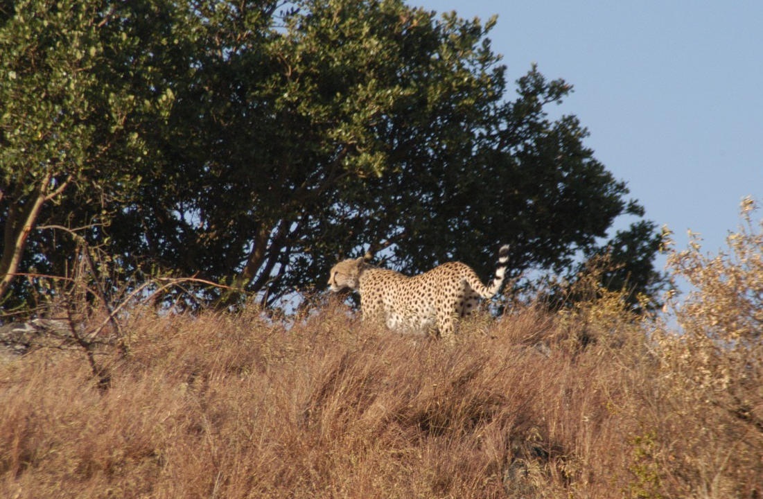 Cheetah, Serengeti