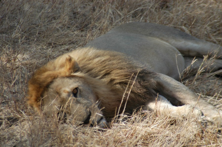 Lion, Serengeti