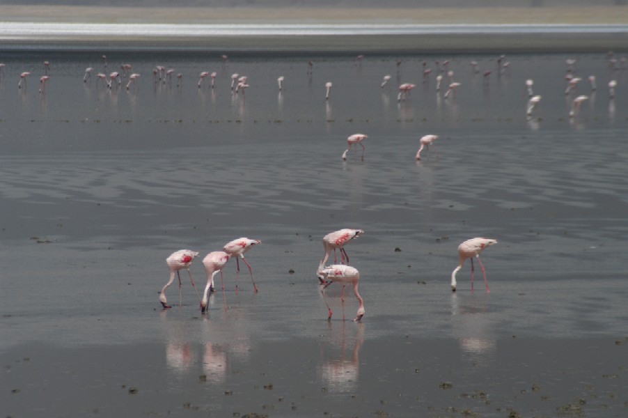 Flamingos, Ngorongoro Crater