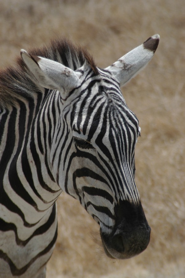 Zebra, Ngorongoro Crater