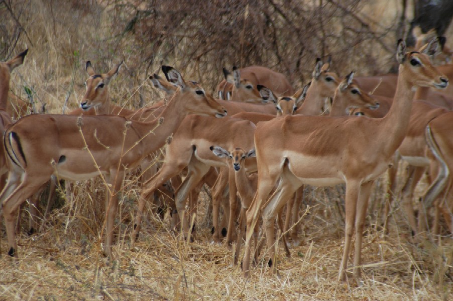 Impala, Tarangire