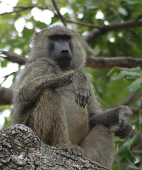 Baboon, Tarangire