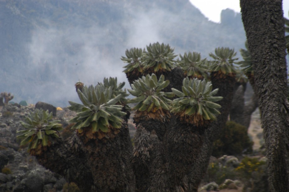 Climbing Kilimanjaro, Tanzania