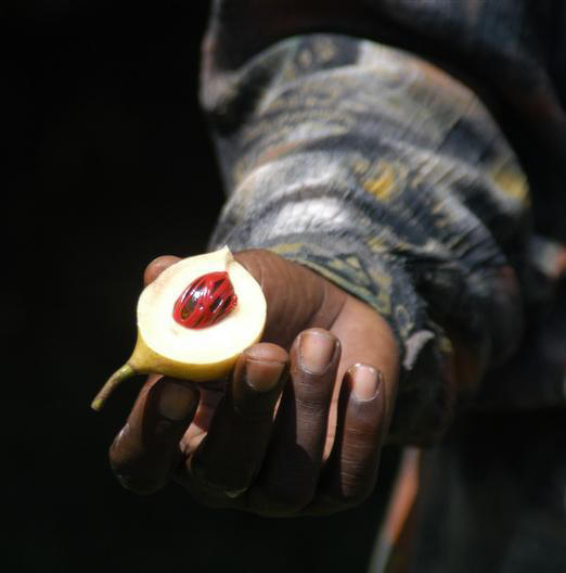 Nutmeg & Mace, Spice Tour, Zanzibar