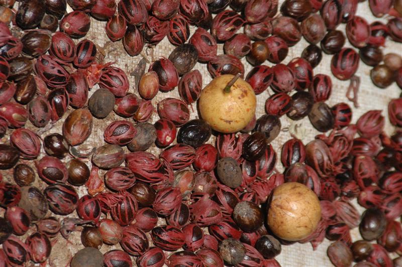 Nutmeg & Mace, Spice Tour, Zanzibar