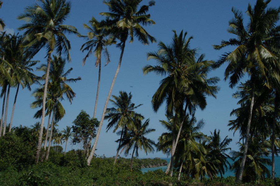Swaying Palms, Zanzibar