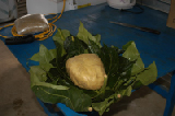0496_chuuk_breadfruit