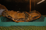 0254_marshall_islands_turtle