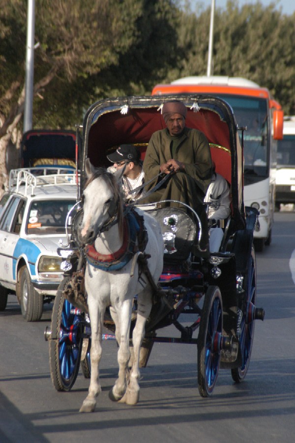 Caleche Driver, Luxor, Egypt