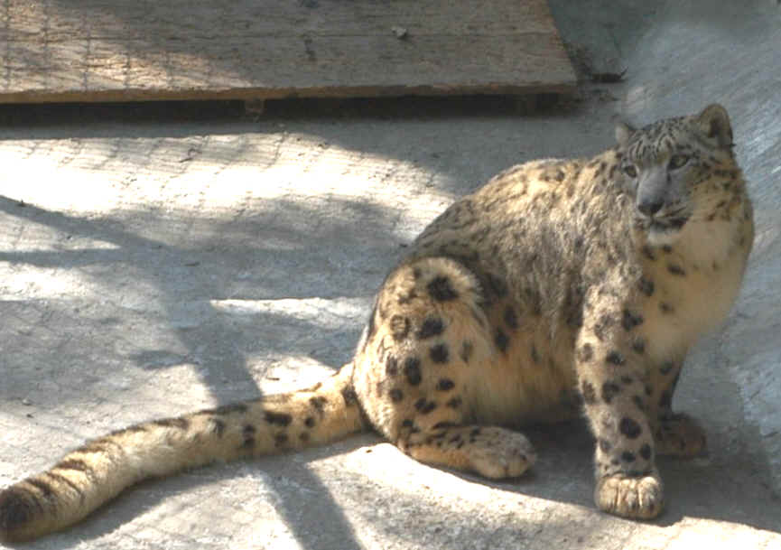 Snow Leopard, Darjeeling, India