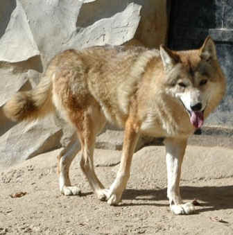 Tibetan Wolf, Darjeeling, India