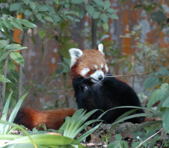 Red Panda, Darjeeling, India