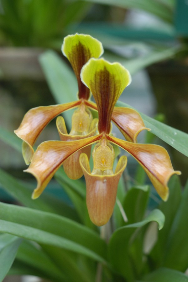 Orchid, Darjeeling, India