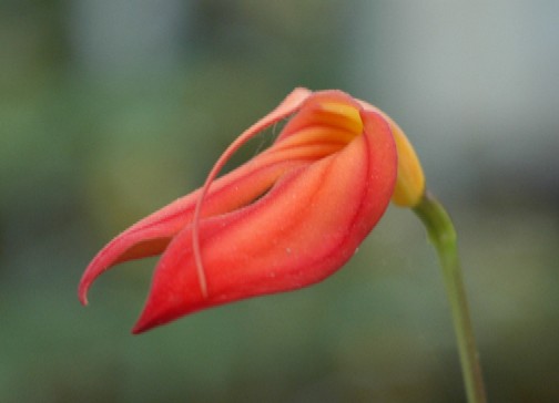 Orchid, Darjeeling, India