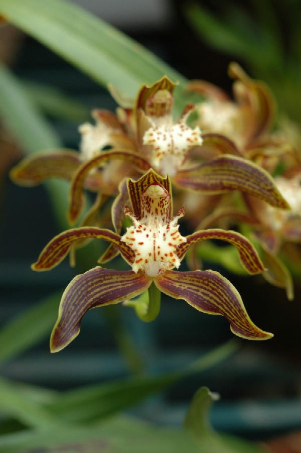 Orchid, Darjeeling, India