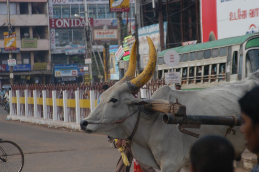 Holy Cow, Thanjavur, Tamil Nadu India