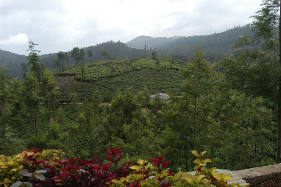 Pedro Tea Estate, Nuwara Eliya, Sri Lanka