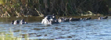 15171_okavango_delta_botswana