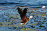 15185_okavango_delta_botswana