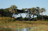 15197_okavango_delta_botswana