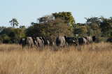 15225_okavango_delta_botswana