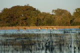 15242_okavango_delta_botswana