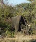 15248_okavango_delta_botswana